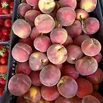 Il Cipresso Farma