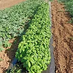 Farma Il Cipresso