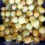 Farma Il Cipresso *