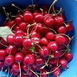 Il Cipresso Vada