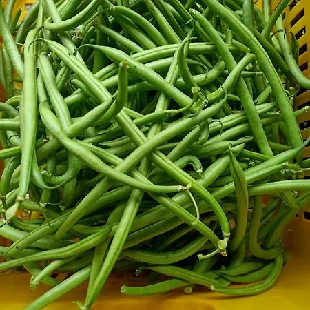 Il Cipresso * Vada