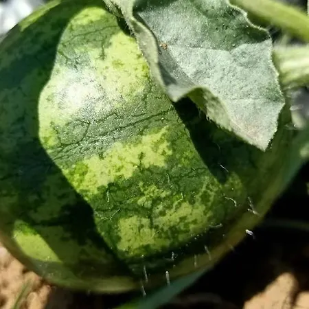 Çiftlik konaklama Il Cipresso