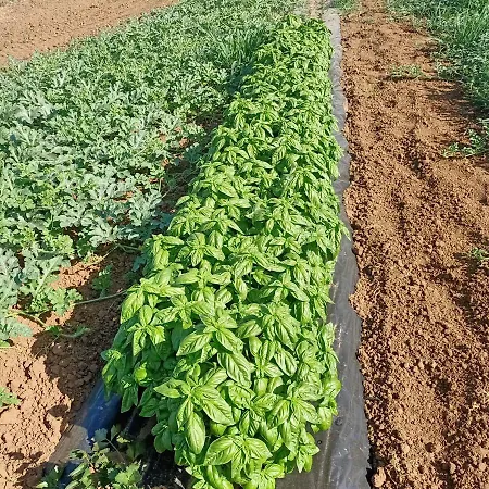 Çiftlik konaklama Il Cipresso