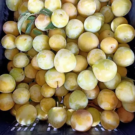 Çiftlik konaklama Il Cipresso *