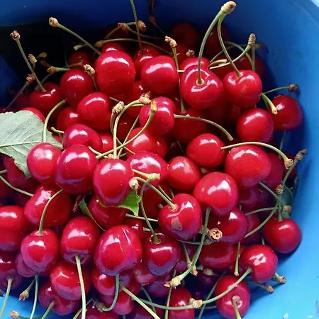 Il Cipresso Vada
