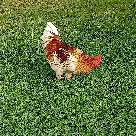 Farm stay Il Cipresso