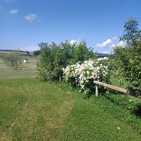 Il Cipresso