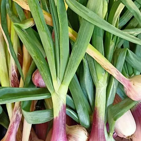 Il Cipresso