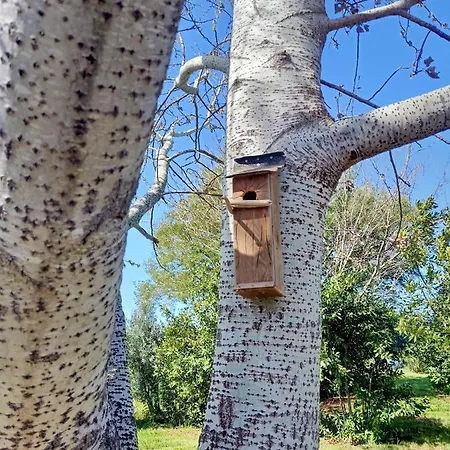 Il Cipresso