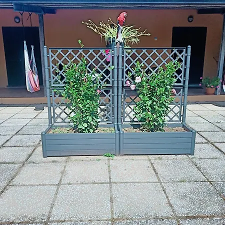 Il Cipresso *